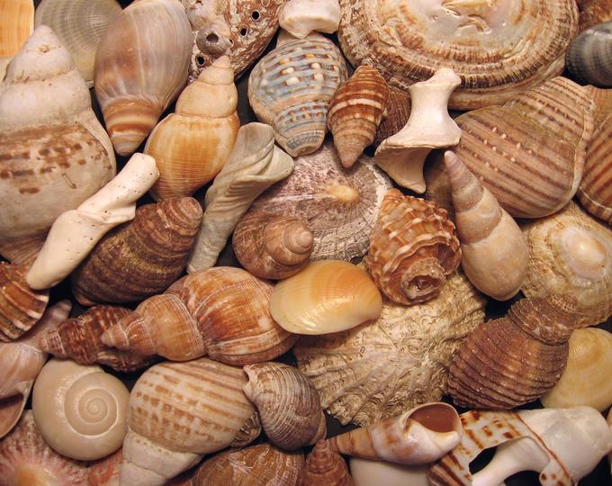 Collezione preziosa di conchiglie a Makarska