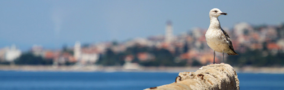 Riviéra Crikvenica Chorvátsko