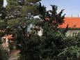 Shared terrace - view Shared terrace - view - Apartment A-8700-e - Apartments Ivan Dolac (Hvar) - 8700