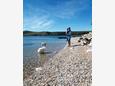 Nearest beach Nearest beach - Apartments Posedarje (Novigrad) - 6130